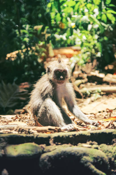 istock A young monkey with a cute face sits on the sun-warmed rocks 1287400430