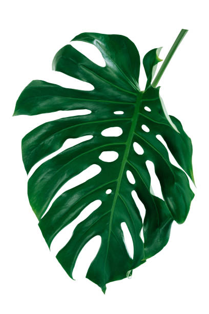 istock tropical leaves, abstract green leaves texture, nature background 1287400434