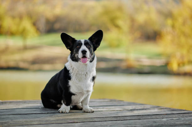 Cardigan welsh corgi is sitting at the autumn nature view. Happy breed dog outdoors. Little black and white shepherd dog. Cardigan welsh corgi is sitting at the autumn nature view. Happy breed dog outdoors. Little black and white shepherd dog. big ears stock pictures, royalty-free photos & images