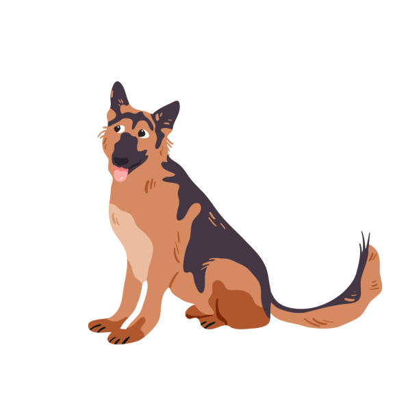 illustrations, cliparts, dessins animés et icônes de berger allemand d’isolement sur l’illustration blanche de vecteur. - german shepherd police security alertness