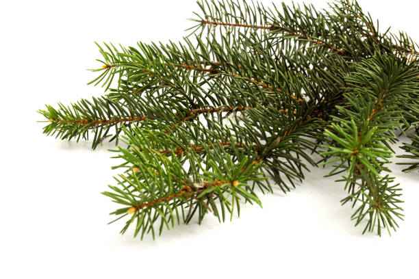 istock Pine branches isolated on white background, seamless pattern. Christmas and New Year background. 1287400982