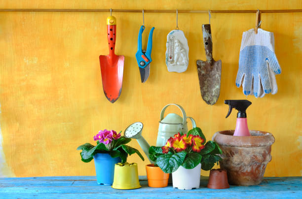 istock Young primula flowers and gardening tools, springtime gardening, free copy space 1287401020
