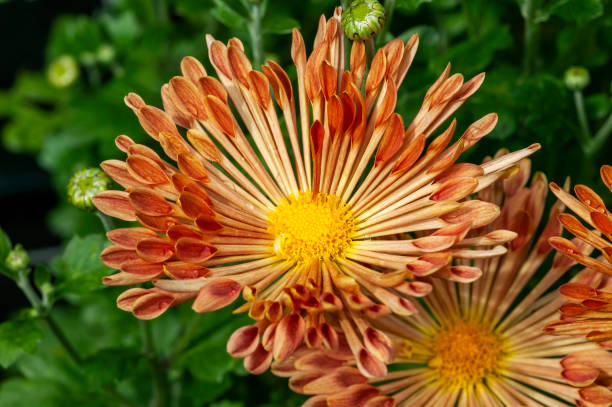 istock Chrysanthemum 'Louise' 1287402137