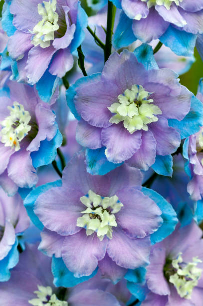 istock Delphinium elatum 'Anne Kenrick' 1287402211