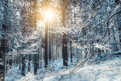 Winter landscape in snow forest