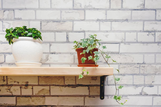 istock Pots with green plants on kitchen shelf 1287404865