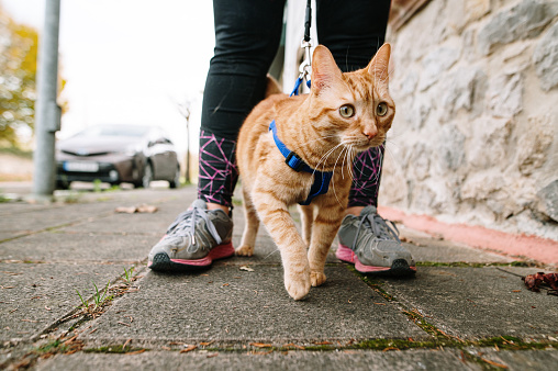 A person walking a ginger cat outdoors with a leash