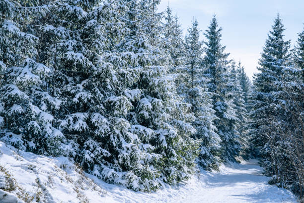 istock beautiful winter landscape in snow forest 1287406777