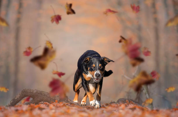 istock Dog is Running on the Autumn 1287406835