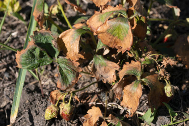 Symptoms of fusarium wilt in strawberries Symptoms of fusarium wilt in strawberries plant. magnesium deficiency stock pictures, royalty-free photos & images