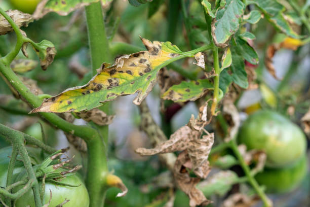 plaga de tomate en el follaje del maincrop. problema fúngico enfermedad de phytophthora que causa manchado en hojas de tomate tardías - late spring fotografías e imágenes de stock