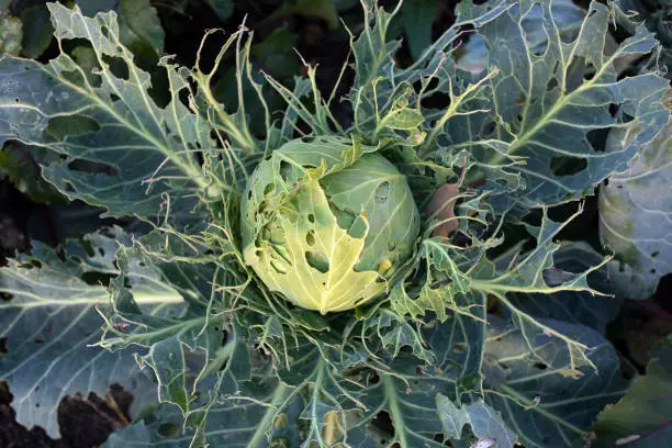 Leaves of cabbage eaten by slugs, Deroceras sturangi, parasite spoils harvest. Harvest destruction by cabbage worm.
