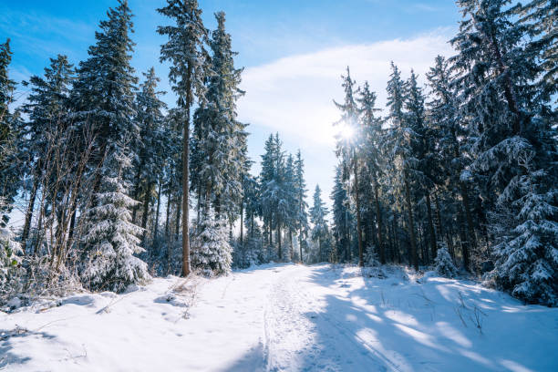 istock beautiful winter forest with snow 1287406982