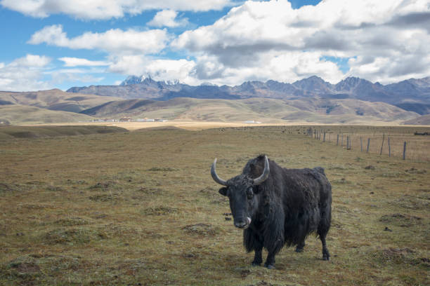 A black long haired Domestic Yak (Bos grunniens), standing in the grassland of Tagong, Kangding, Garzê Tibetan Autonomous Prefecture, Sichuan, China stock photo