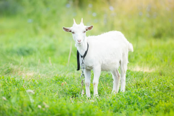 ziege auf gras. - kid goat goat milk young animal stock-fotos und bilder