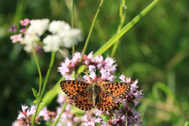istock butterfly and flower 1287409958