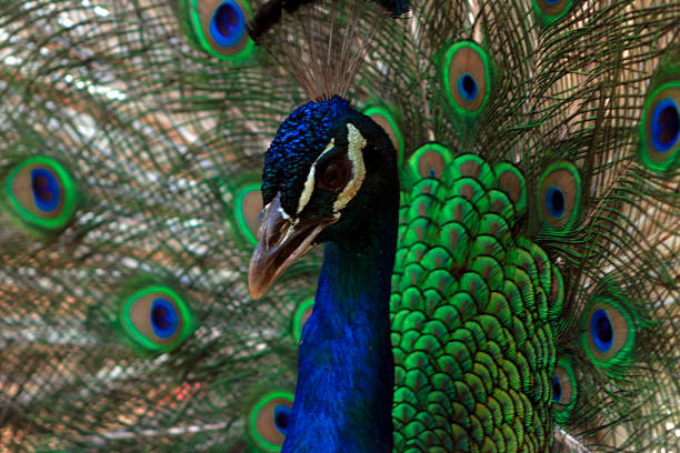 nahaufnahme des afrikanischen pfau enden, ein großer und farbenfroher vogel. - close up peacock animal head bird stock-fotos und bilder