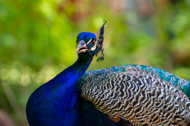 nahaufnahme des afrikanischen pfau enden, ein großer und farbenfroher vogel. - close up peacock animal head bird stock-fotos und bilder