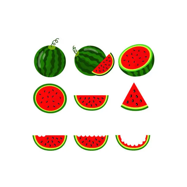 Vector illustration of Juicy ripe watermelons, watermelon slices. Vector illustration.