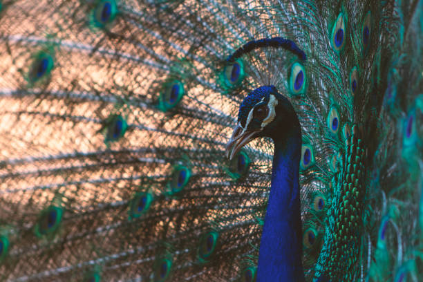 nahaufnahme des afrikanischen pfau enden, ein großer und farbenfroher vogel. - close up peacock animal head bird stock-fotos und bilder