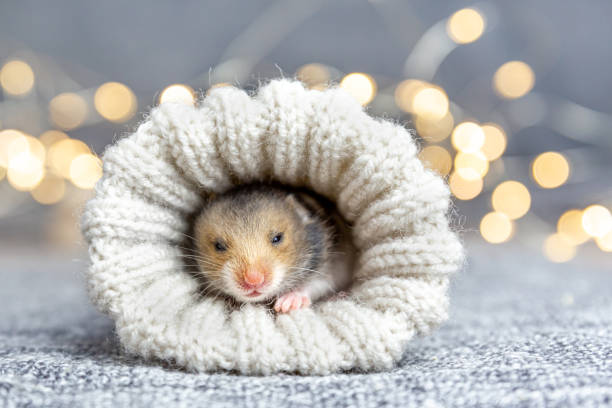 ein babyhamster guckt aus einer gestrickten socke oder einem handschuh auf einem grauen hintergrund mit goldbokeh. geschenk für weihnachten, geburtstag. - flitter mouse stock-fotos und bilder