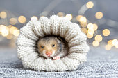A baby hamster peeks out of a knitted sock or mitten on a gray background with gold bokeh. Gift for christmas, birthday.