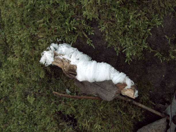 In the foreground sublimation of Mushroom Exidiopsis effusa, known as air ice or ice wool or frozen beard is a type of ice that forms on dead wood and takes the form of fine and silky hair, here it is on black sprig, around there is green moss.