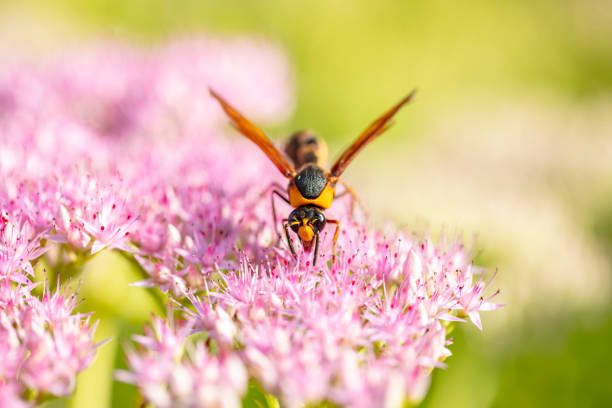 A  golden digger wasp picks honey on a flower