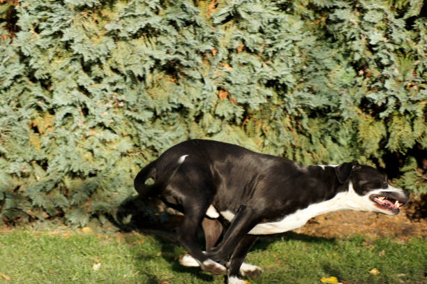 istock Bulldog racing in the wild 1287413793