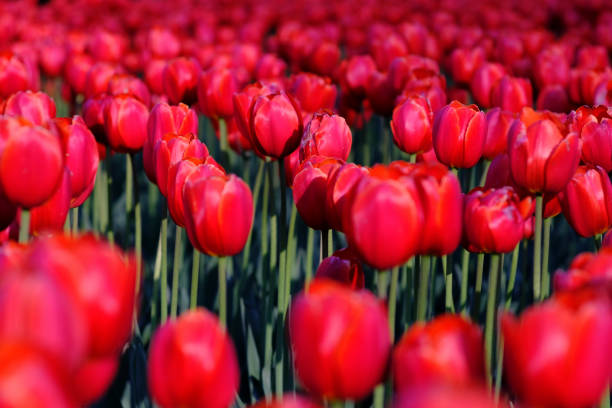 istock Beautiful red tulip field background. Tulip flowers meadow, selective focus. 1287414686