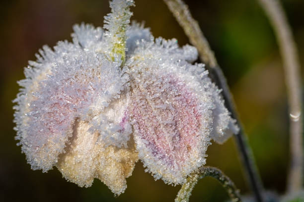 istock Hoarfrost on anemone flower 1287415495
