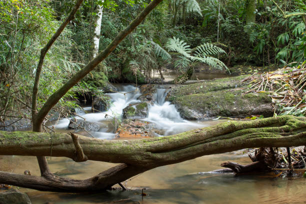 istock Waterfall and river flowing through a rainforest in Brazil. 1287416695