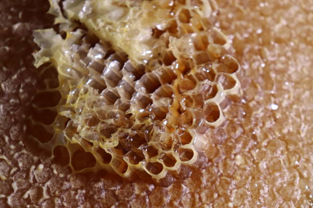 istock natural honey is called Karakovan honey in Turkish. 1287416966
