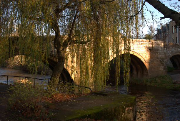 willow tree at Canongate bridge on Jed water in Jedburgh