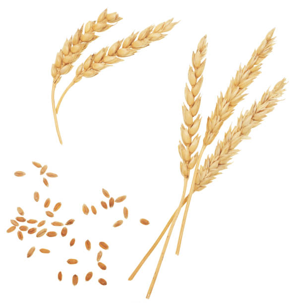 Wheat on white