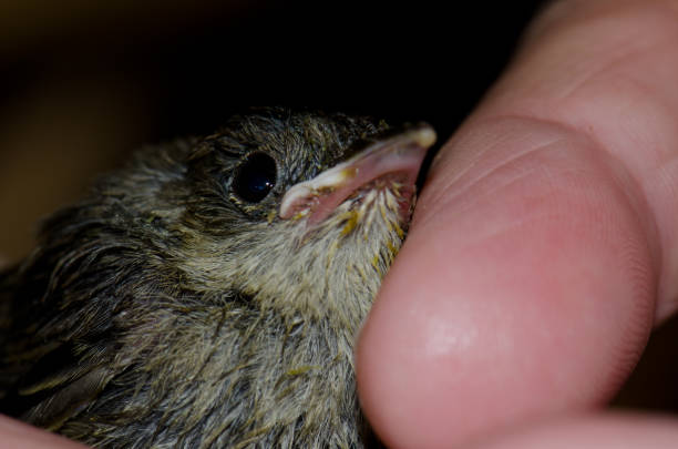 istock Chick blackcap Sylvia atricapilla next to a toe. 1287418812