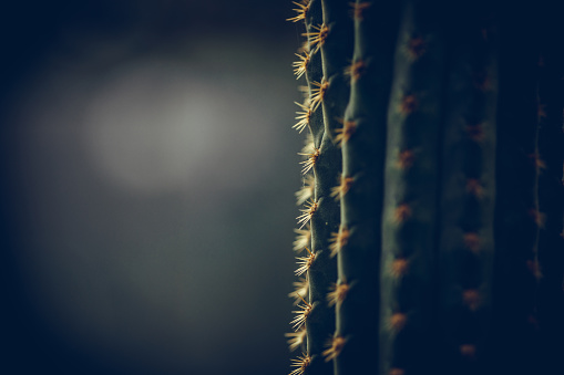 Close up photo of a green cactus thorns.