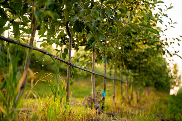 utilisation de l’irrigation goutte à goutte dans un jardin de jeunes pommiers - orchard apple orchard apple apple tree photos et images de collection