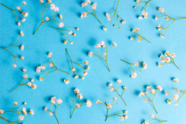 istock Flowers pattern composition. Spring concept. Gypsophila flowers on blue background.  Flat lay, top view. 1287419661