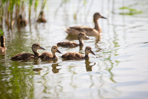 A group of river ducks swims on the lake.