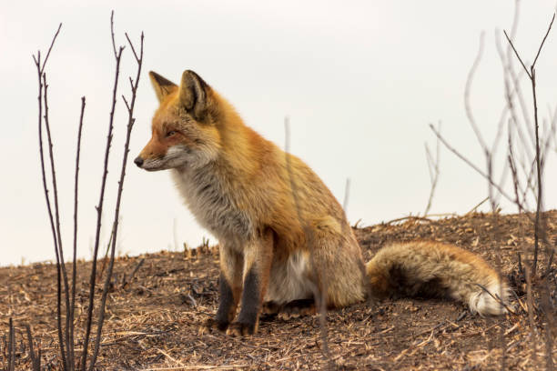 istock A fox in a clearing burnt out after a forest fire. 1287422394