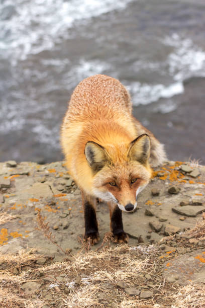 istock Fox portrait in the autumn landscape. 1287422424