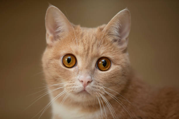 istock The muzzle of a ginger cat with yellow frightened eyes. 1287422593