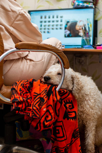 istock A woman works at a computer with a dog. 1287423413