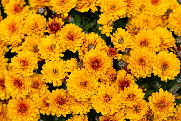 istock Yellow Chrysanthemums with orange heart 1287424372