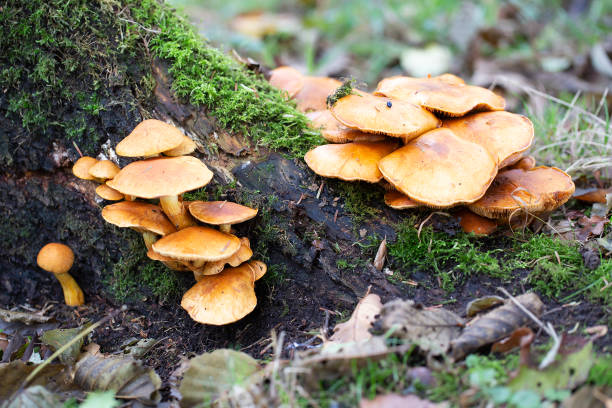 istock Mushrooms Spectacular Rustgill on tree stump 1287424382