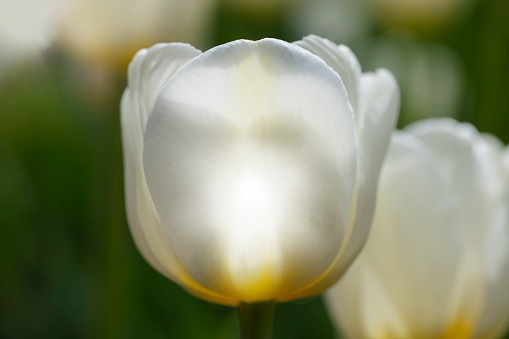 Large white tulip close-up on a green background.