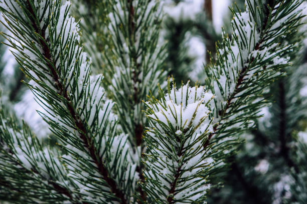 istock Close-up of pine tree covered with snow 1287425995