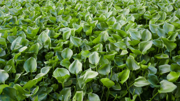 water hyacinth floating on the lake. - water hyacinth water plant pond nobody imagens e fotografias de stock