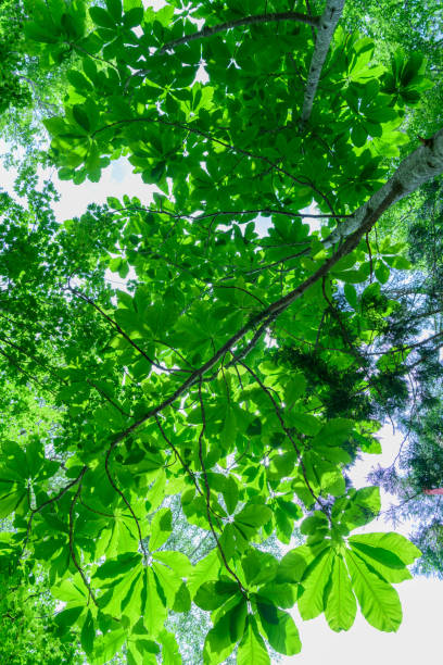 istock Japanese Bigleaf Magnolia (Scientific name:Magnolia hypoleuca) 1287427934